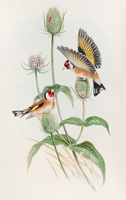 Lot 44 - Gould (John). The Birds of Great Britain, 5 volumes, 1st edition, 1862-73