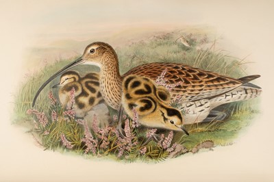 Lot 44 - Gould (John). The Birds of Great Britain, 5 volumes, 1st edition, 1862-73