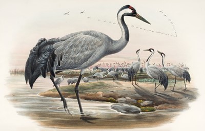 Lot 44 - Gould (John). The Birds of Great Britain, 5 volumes, 1st edition, 1862-73