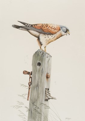 Lot 175 - Hughes (H. Richard). Windscreamer (Kestrel), c. 2000