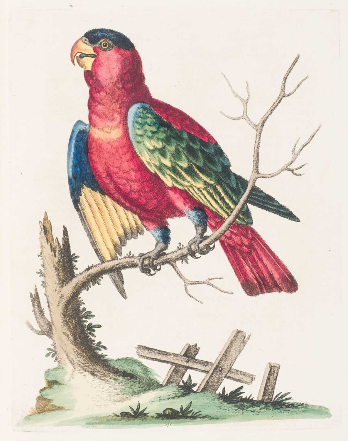 Lot 72 - Edwards (George). A Natural History of Uncommon Birds/Gleanings of Natural History, 7 vols, 1743-64