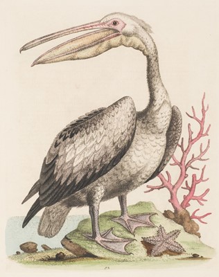 Lot 72 - Edwards (George). A Natural History of Uncommon Birds/Gleanings of Natural History, 7 vols, 1743-64