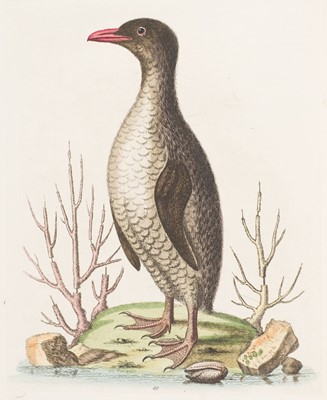 Lot 72 - Edwards (George). A Natural History of Uncommon Birds/Gleanings of Natural History, 7 vols, 1743-64