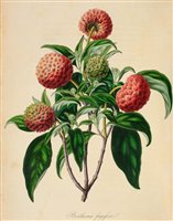 Lot 90 - Horticultural Society of London.