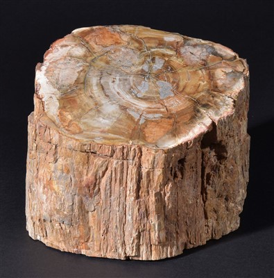 Lot 84 - Large Fossil Wood section