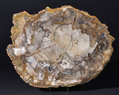 Lot 85 - Large Fossil Wood Slice.