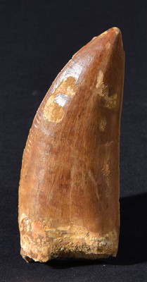 Lot 87 - Tyrannosaurus Tooth.