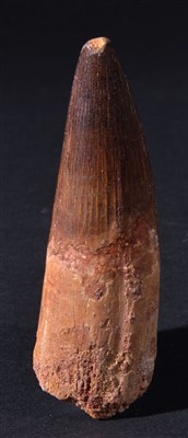 Lot 88 - Spinosaurus Tooth.