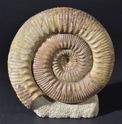 Lot 89 - Stephanoceras Ammonite.