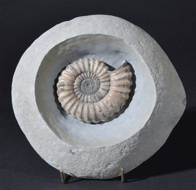 Lot 90 - Fossil Ammonite in Nodule from Lyme Regis.