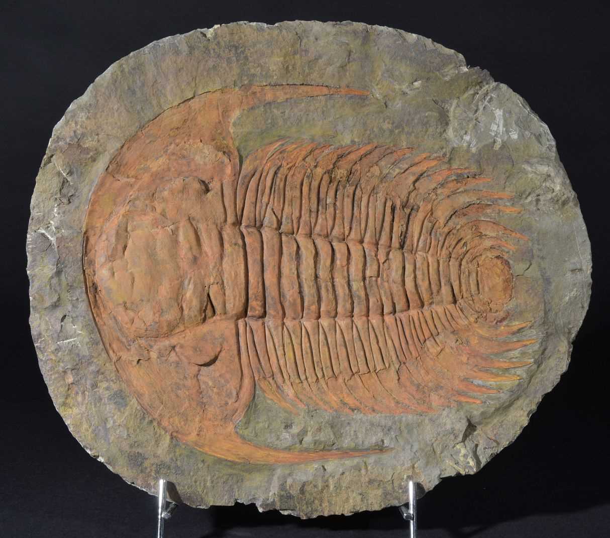 Lot 91 - Paradoxides Trilobite.