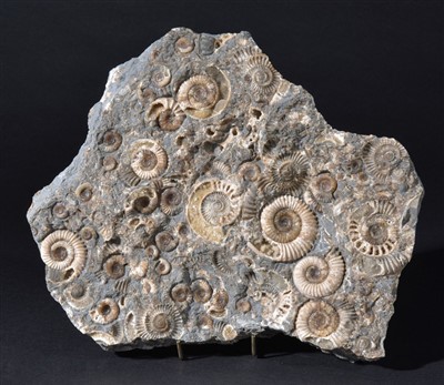 Lot 96 - Ammonite Death Bed