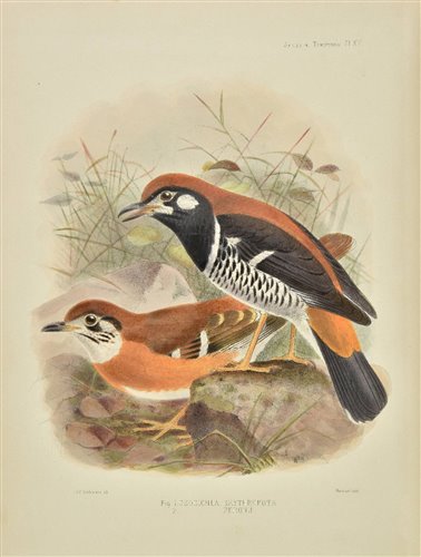 Lot 102 Seebohm, Henry