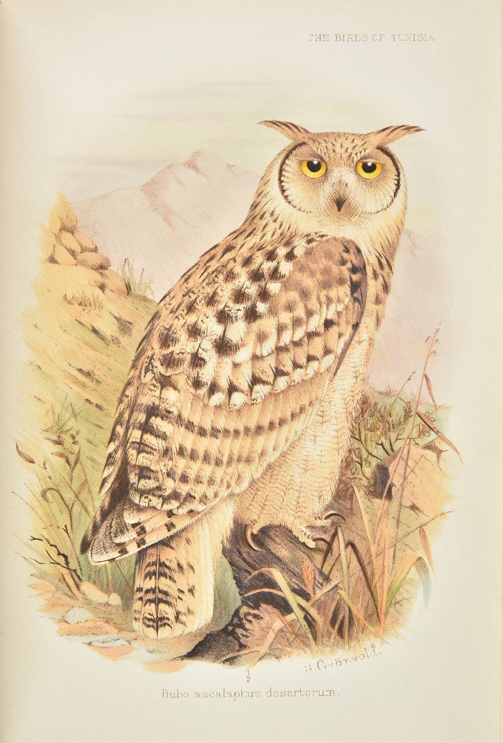 Lot 111 - Whitaker, Joseph Isaac Spadafora