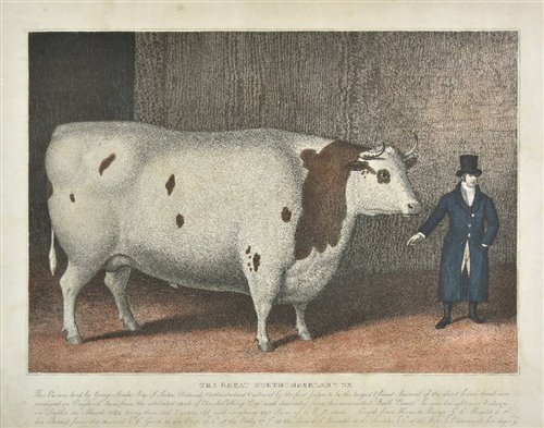 Lot 127 - Fat Cattle Portrait.