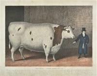 Lot 127 - Fat Cattle Portrait.