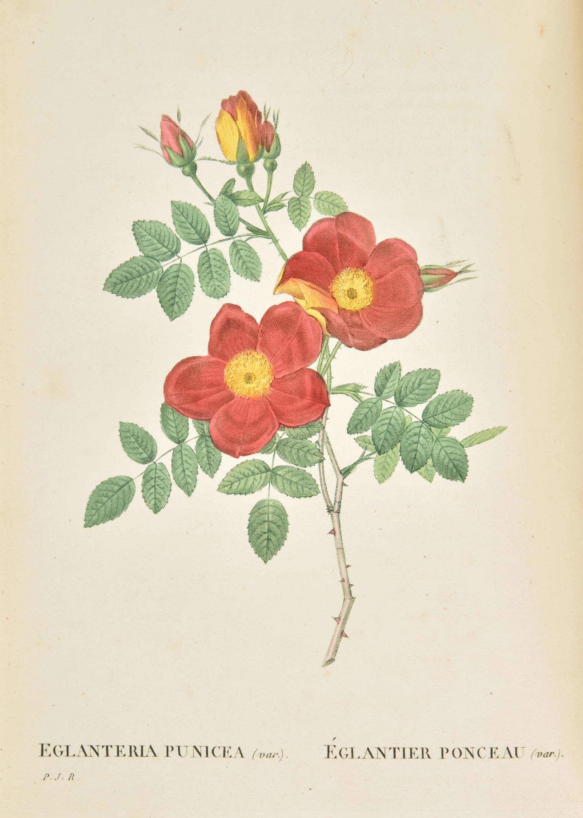 Affiche botanique Enkianthus Quinqueflorus par Pierre-Joseph Redouté