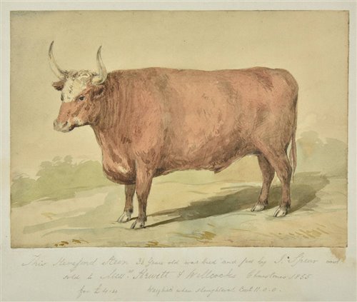 Lot 121 - Cattle portrait.