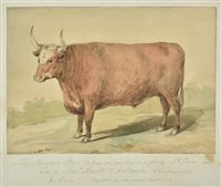 Lot 121 - Cattle portrait.