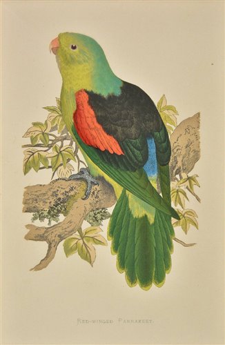 Lot 287 - Parrots.